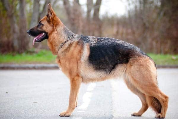 german-shepherd-loyalty