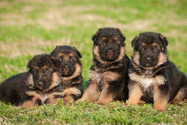 how-many-puppies-does-a-german-shepherd-have