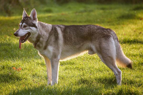 Northern-Inuit-dog