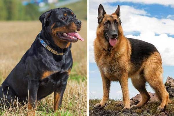 german-shepherd-vs-rottweiler