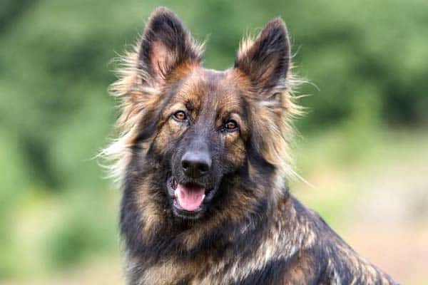 Sable German Shepherd