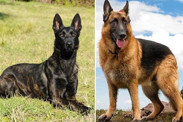 dutch shepherd vs german shepherd