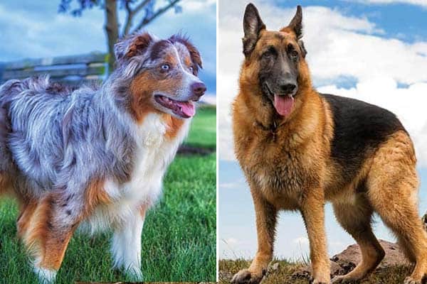 australian-shepherd-mix-german-shepherd