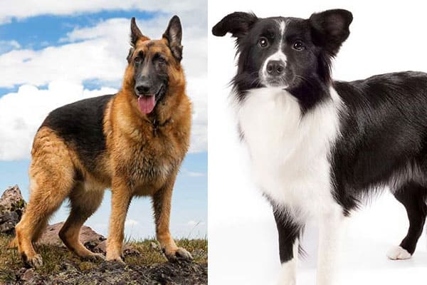 border-collie-vs-german-shepherd