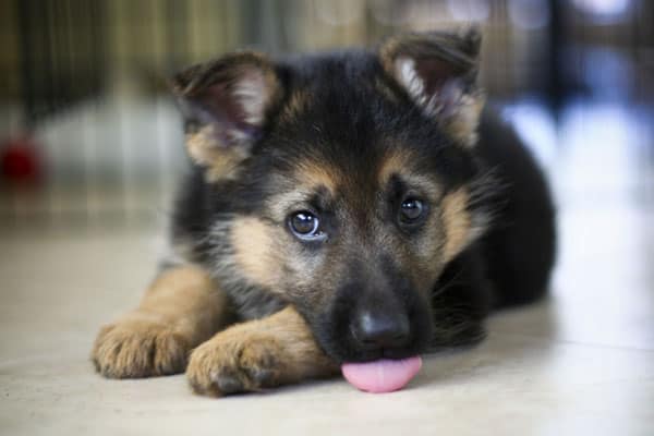 german-shepherd-puppy-crying-in-crate