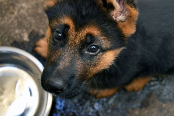 Can-German-Shepherds-Drink-Milk