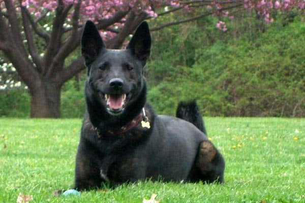 How Smart Is a Dutch Shepherd