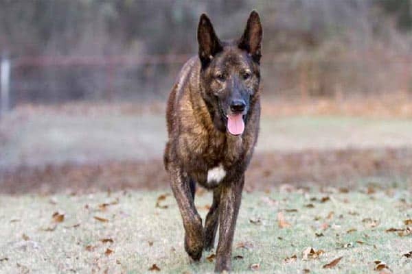 do-dutch-shepherds-howl