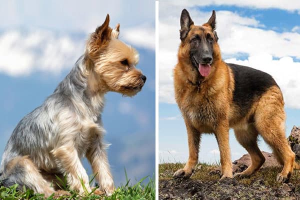 do-german-shepherds-and-yorkies-get-along