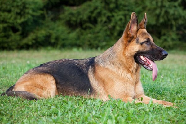 how-to-grow-german-shepherd-hair