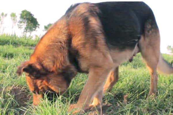 Are-German-Shepherds-Diggers