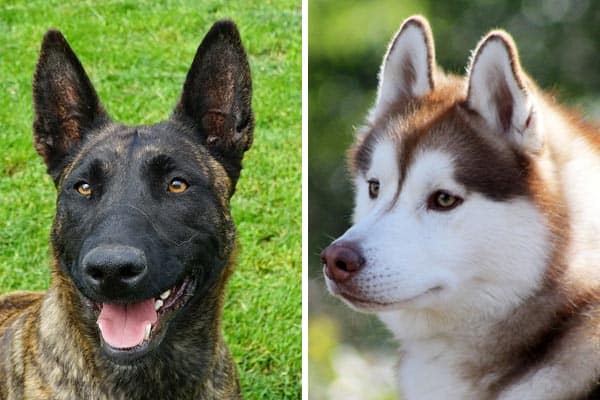 Dutch Shepherd Husky Mix