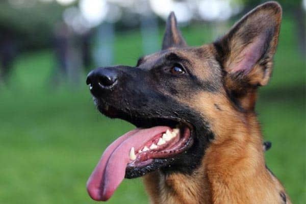 Why-Does-My-German-Shepherd-Grunt