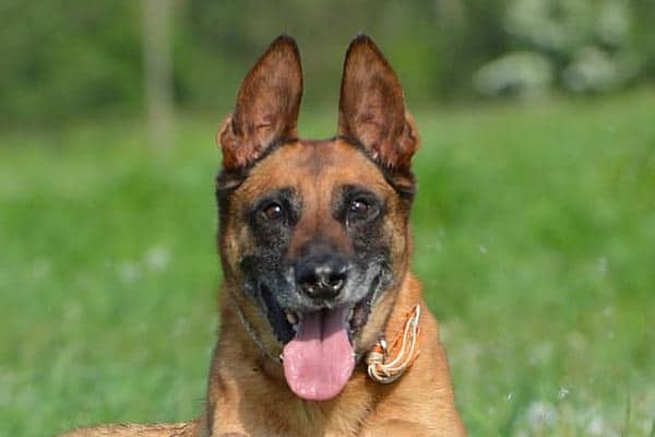 Do-Belgian-Malinois-Bark-a-Lot