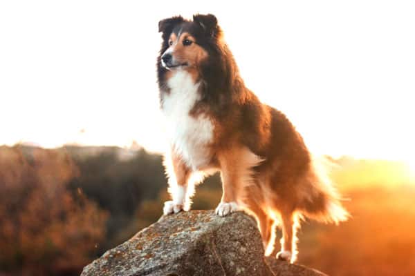 can-australian-shepherds-sleep-outside