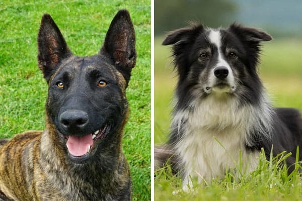 Dutch-Shepherd-Border-Collie-Mix