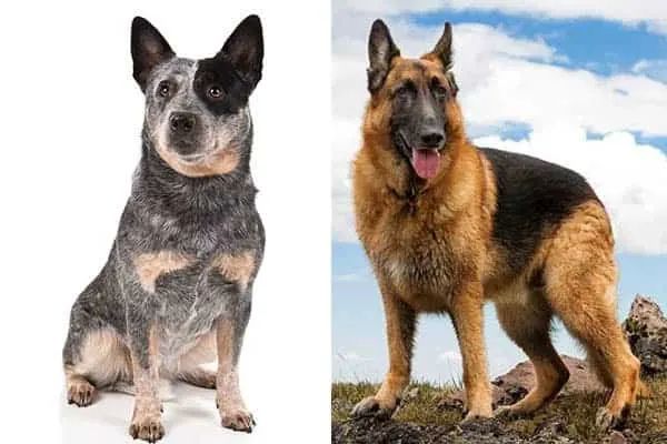 German Shepherd Blue Heeler Mix