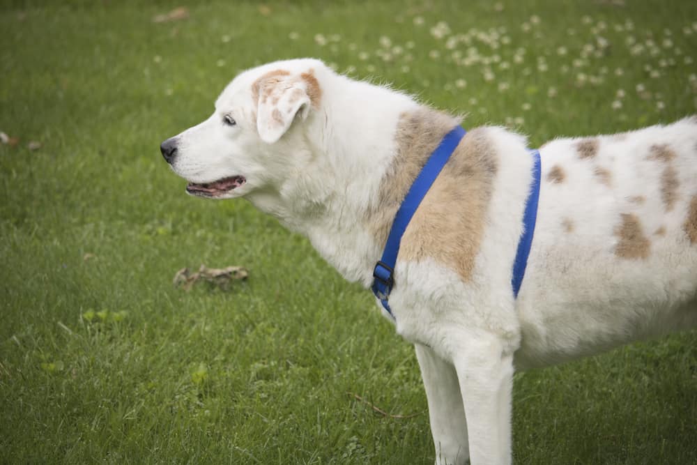 Australian Shepherd Lab Mix