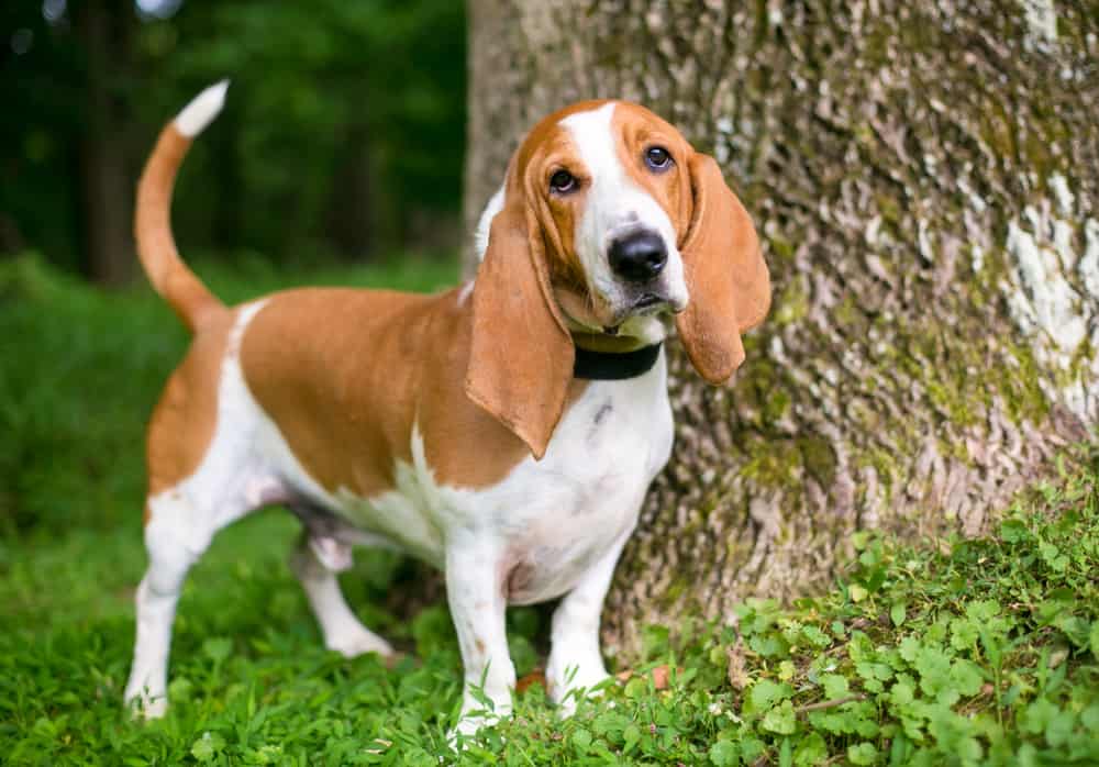 Basset-Hound