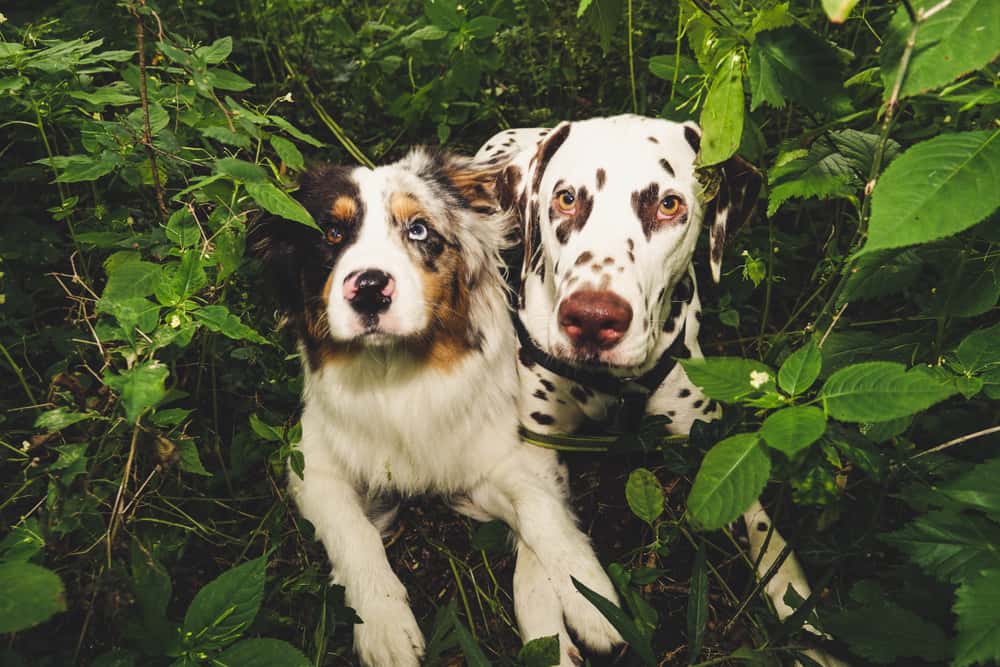 Dalmatian and Australian Shepherd