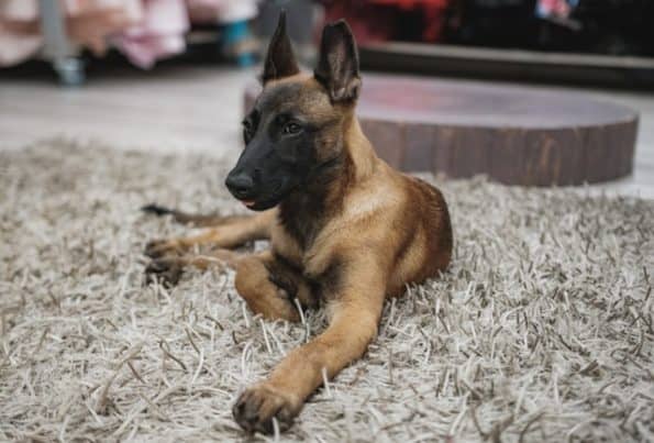 Are-Belgian-Malinois-Easy-To-Train