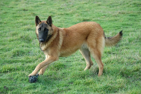 Belgian-Malinois-Heavy-Shedders