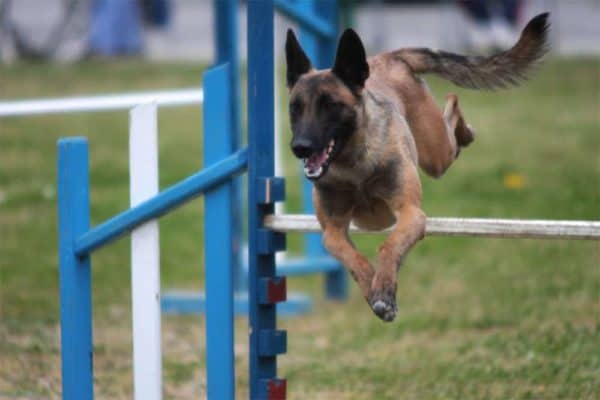 How-High-Can-A-Belgian-Malinois-Jump