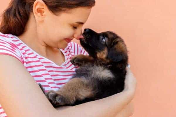 german-shepherd-training-for-beginners-8-week-old-german-shepherd-puppy