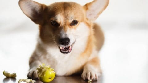 Can Dogs Eat Guava