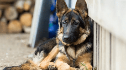 Everything you Need to Know About Your 5-Month-Old German Shepherd