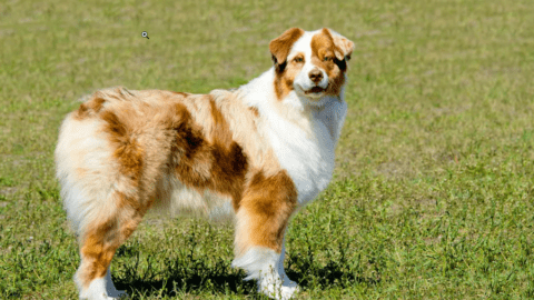 Docked Tail Australian Shepherd