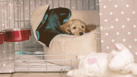 Puppy inside Crate