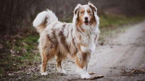 Best Brush For an Australian Shepherd