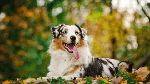 Best Dog Food for Australian Shepherd