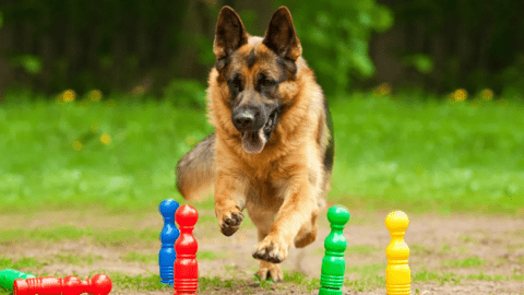 Best Games to Play with Your German Shepherd