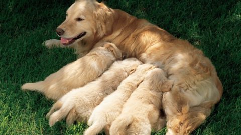 Three week puppies nursing