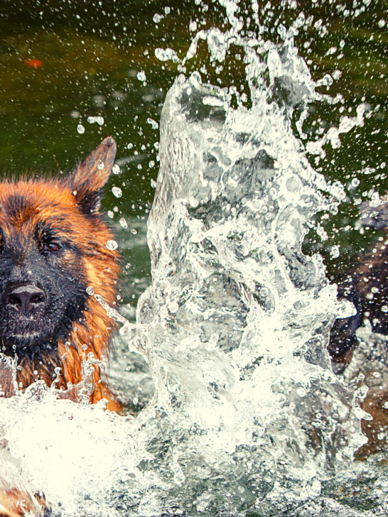 Do-German-Shepherds-Like-Water