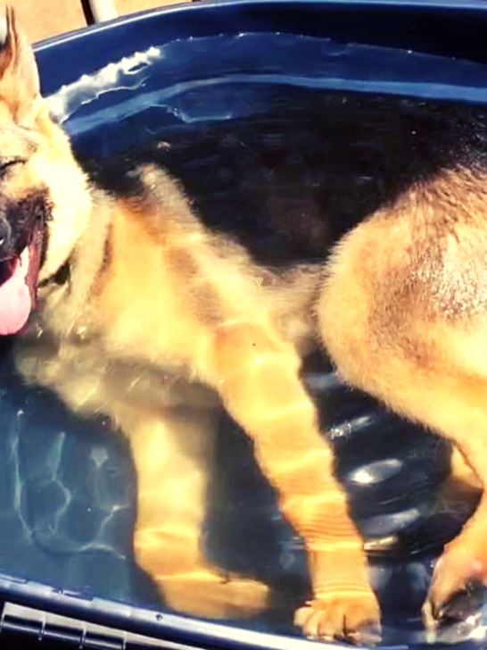 How-Often-to-Bathe-a-German-Shepherd