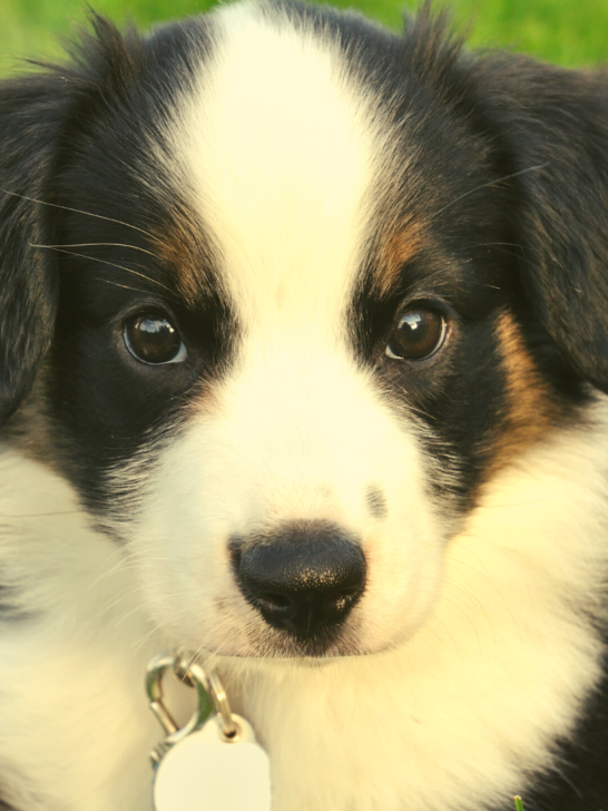 Australian-Shepherd-Teething