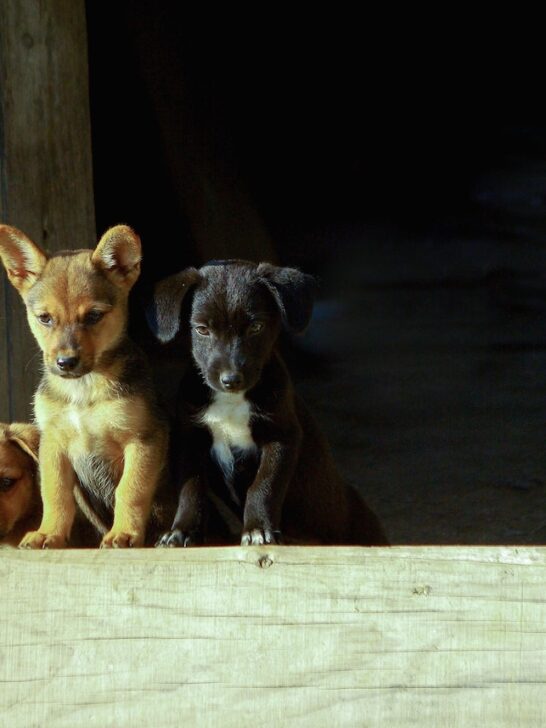 german shepherd puppies