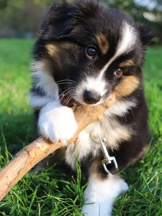 german shepherd puppy