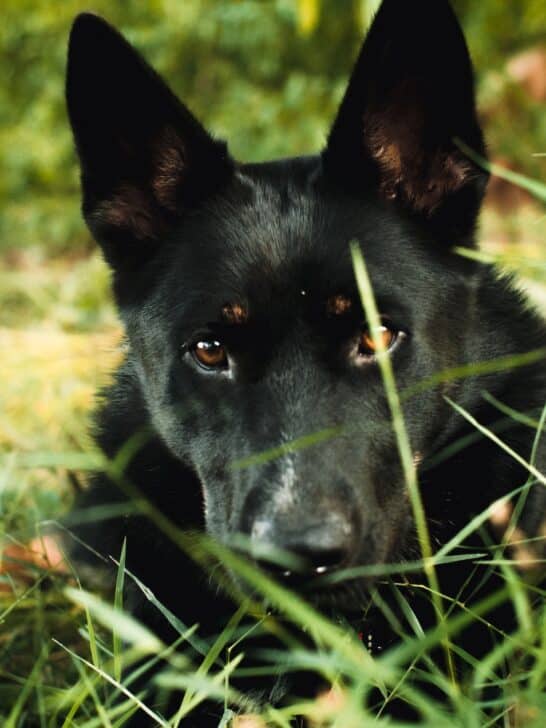 a close up of a German shepherd lying on grass