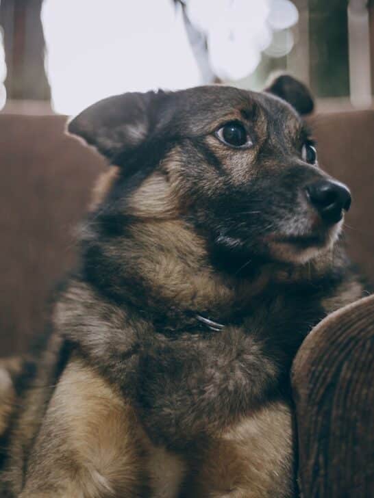 german shepherd dog sitting in sofa