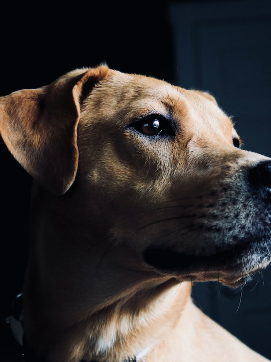 a close up photo of dog's face