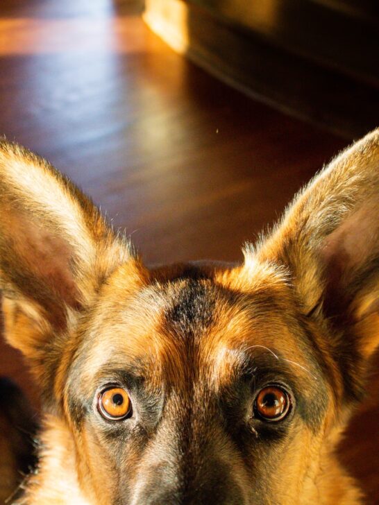 dog eyes, german shepard