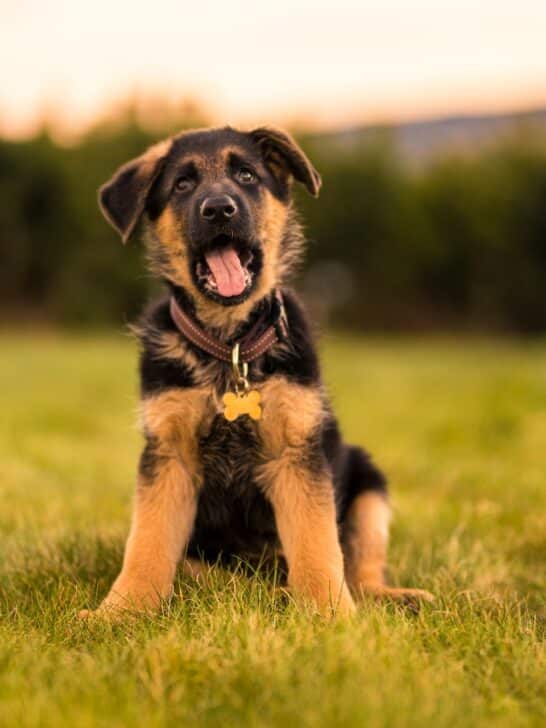 German Shepherd puppy sitting on green field