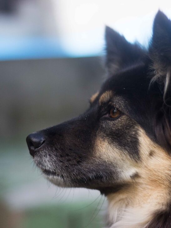 Dog looking concentrated black long coated dog