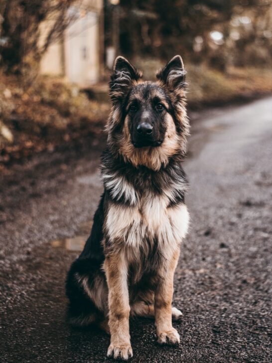 German shepherd sitting on the road near bushes