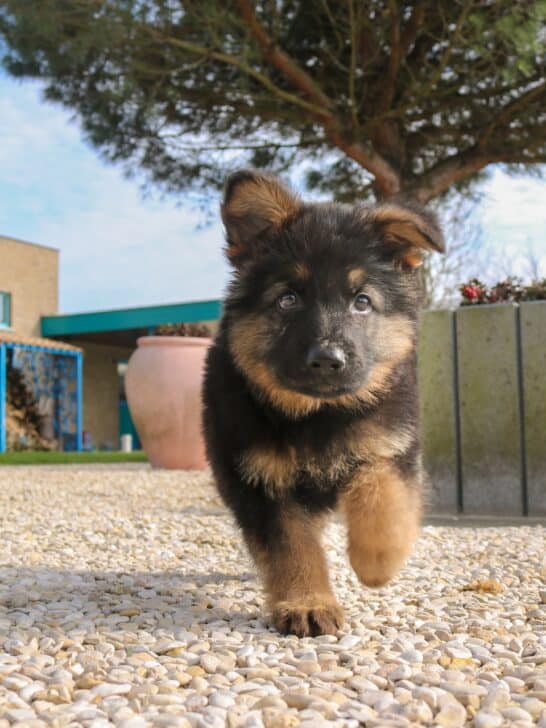 German shepherd puppy walking down the road