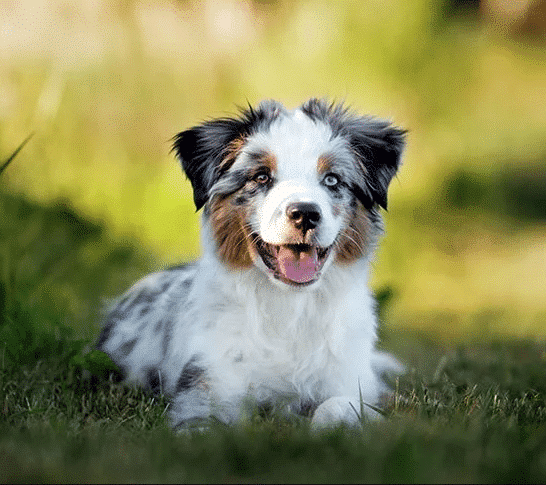 white brown puppy sitting in green field